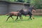 Horse ad