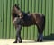 Horse ad