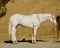 Horse ad