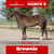 Horse ad