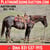 Annuncio cavallo