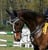 Horse ad