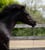 Horse ad