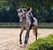 Horse ad