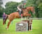 Horse ad