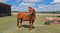 Annuncio cavallo