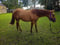 Horse ad
