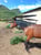 Anuncio de caballos