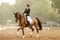 Horse ad