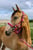 Horse ad