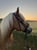 Horse ad