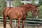 Annuncio cavallo