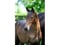 Horse ad