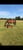 Horse ad