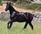Horse ad