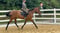 Annuncio cavallo