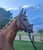 Horse ad