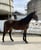 Annonce cheval