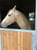 Horse ad