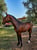 Annuncio cavallo