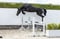 Annonce cheval