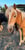 Annuncio cavallo