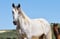 Horse ad