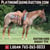 Horse ad