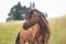 Annonce cheval
