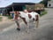 Annuncio cavallo