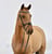 Anuncio de caballos