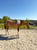 Horse ad