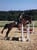 Annuncio cavallo