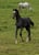 Annuncio cavallo