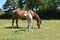 Annonce cheval