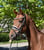 Annonce cheval