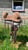 Horse ad