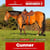 Paardadvertentie