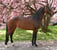 Annonce cheval