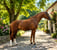 Annuncio cavallo