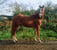 Horse ad