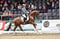 Annonce cheval