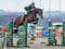 Horse ad