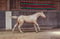 Annuncio cavallo