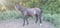 Annuncio cavallo