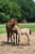 Horse ad