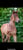 Horse ad