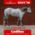 Horse ad