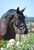 Annuncio cavallo