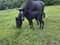 Annuncio cavallo